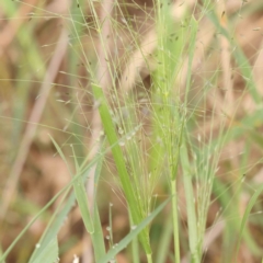 Panicum effusum (Hairy Panic Grass) at Dryandra St Woodland - 12 Jan 2024 by ConBoekel