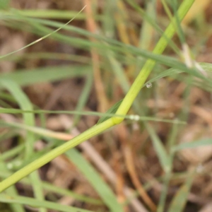 Panicum effusum at Dryandra St Woodland - 13 Jan 2024