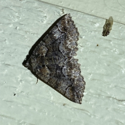 Gastrina cristaria (Wave-lined Geometrid) at QPRC LGA - 13 Jan 2024 by SteveBorkowskis