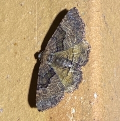 Aporoctena undescribed species (A Geometrid moth) at Jerrabomberra, NSW - 12 Jan 2024 by SteveBorkowskis