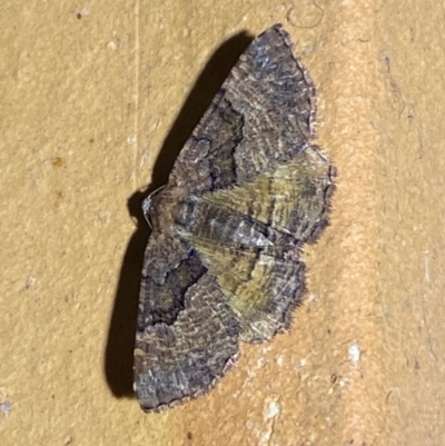 Aporoctena undescribed species (A Geometrid moth) at Jerrabomberra, NSW - 12 Jan 2024 by SteveBorkowskis