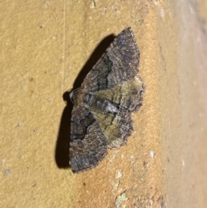 Aporoctena undescribed species at QPRC LGA - 13 Jan 2024