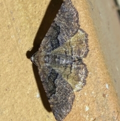 Aporoctena undescribed species at QPRC LGA - suppressed