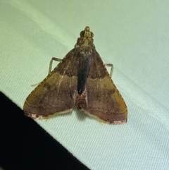 Endotricha ignealis (A Pyralid moth (Endotrichinae)) at Jerrabomberra, NSW - 12 Jan 2024 by SteveBorkowskis