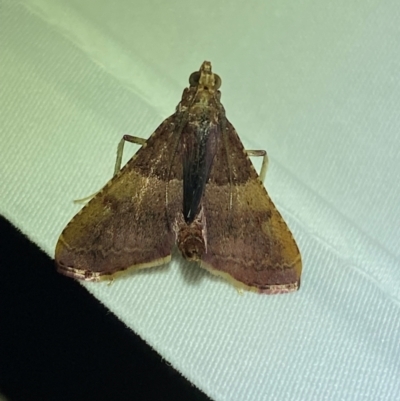 Endotricha ignealis (A Pyralid moth (Endotrichinae)) at Jerrabomberra, NSW - 12 Jan 2024 by SteveBorkowskis