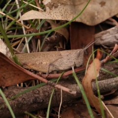 Goniaea opomaloides (Mimetic Gumleaf Grasshopper) at Dryandra St Woodland - 12 Jan 2024 by ConBoekel