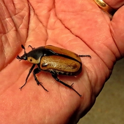 Chondropyga dorsalis (Cowboy beetle) at Winston Hills, NSW - 7 Jan 2024 by poppyde