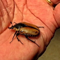 Chondropyga dorsalis (Cowboy beetle) at Winston Hills, NSW - 7 Jan 2024 by poppyde