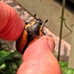 Chondropyga dorsalis at Winston Hills, NSW - suppressed