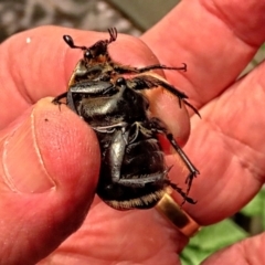 Chondropyga dorsalis at Winston Hills, NSW - suppressed