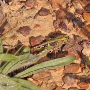 Gastrimargus musicus at Dryandra St Woodland - 13 Jan 2024