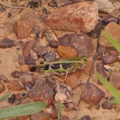 Gastrimargus musicus at Dryandra St Woodland - 13 Jan 2024 08:54 AM