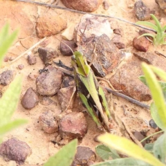 Gastrimargus musicus at Dryandra St Woodland - 13 Jan 2024 08:54 AM