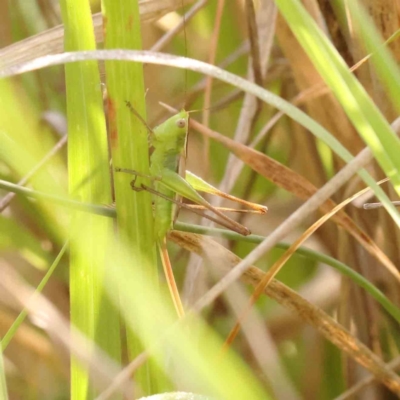 Conocephalus semivittatus (Meadow katydid) at Dryandra St Woodland - 12 Jan 2024 by ConBoekel