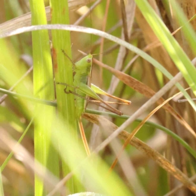 Unidentified Grasshopper (several families) at O'Connor, ACT - 12 Jan 2024 by ConBoekel