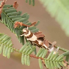 Macrobathra desmotoma ( A Cosmet moth) at O'Connor, ACT - 12 Jan 2024 by ConBoekel