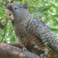 Callocephalon fimbriatum (identifiable birds) (Gang-gang Cockatoo (named birds)) at Narrabundah, ACT - 5 Jan 2024 by RobParnell