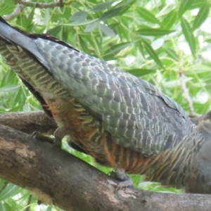 Callocephalon fimbriatum (identifiable birds) at Narrabundah, ACT - suppressed