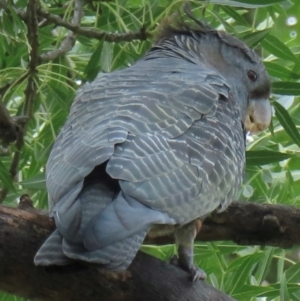 Callocephalon fimbriatum (identifiable birds) at Narrabundah, ACT - suppressed