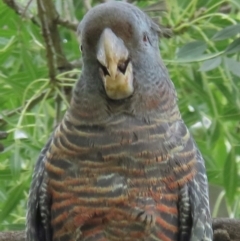 Callocephalon fimbriatum (identifiable birds) at Narrabundah, ACT - suppressed