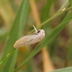 Scieropepla reversella (A Gelechioid moth (Xyloryctidae)) at Dryandra St Woodland - 13 Jan 2024 by ConBoekel