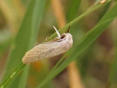 Scieropepla reversella (A Gelechioid moth (Xyloryctidae)) at Dryandra St Woodland - 12 Jan 2024 by ConBoekel