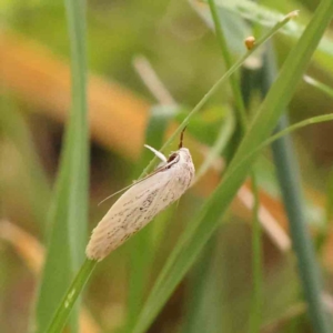 Scieropepla reversella at Dryandra St Woodland - 13 Jan 2024