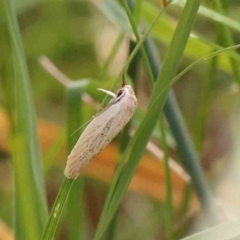 Scieropepla reversella at Dryandra St Woodland - 13 Jan 2024