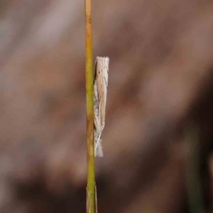 Culladia cuneiferellus at Dryandra St Woodland - 13 Jan 2024