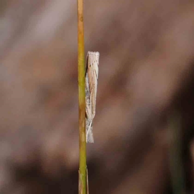 Culladia cuneiferellus (Crambinae moth) at Dryandra St Woodland - 12 Jan 2024 by ConBoekel