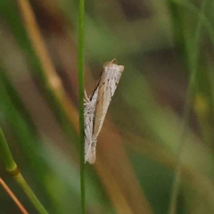 Culladia cuneiferellus (Crambinae moth) at Dryandra St Woodland - 13 Jan 2024 by ConBoekel