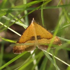 Anachloris subochraria (Golden Grass Carpet) at Dryandra St Woodland - 12 Jan 2024 by ConBoekel