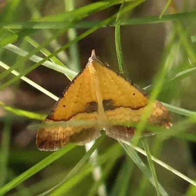 Anachloris subochraria (Golden Grass Carpet (Ennominae)) at Dryandra St Woodland - 13 Jan 2024 by ConBoekel