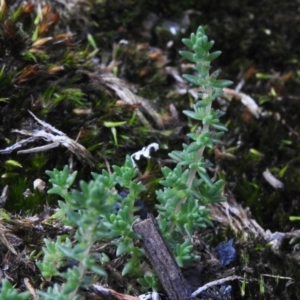 Crassula sieberiana at Namadgi National Park - 13 Jan 2024 12:17 PM