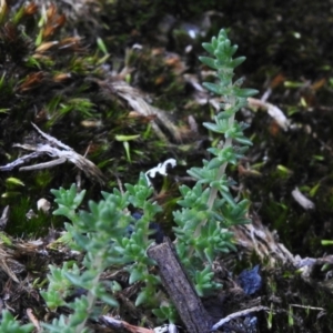 Crassula sieberiana at Namadgi National Park - 13 Jan 2024