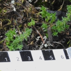 Crassula sieberiana at Namadgi National Park - 13 Jan 2024