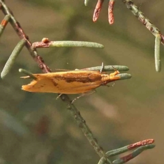 Thema brevivitella (A Concealer moth (Chezala Group)) at Dryandra St Woodland - 12 Jan 2024 by ConBoekel