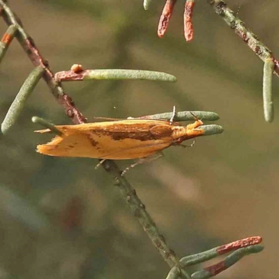 Thema brevivitella (A Concealer moth (Chezala Group)) at Dryandra St Woodland - 13 Jan 2024 by ConBoekel