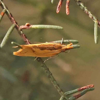 Thema brevivitella (A Concealer moth (Chezala Group)) at Dryandra St Woodland - 12 Jan 2024 by ConBoekel