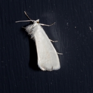 Tipanaea patulella at Higgins, ACT - 28 Dec 2023