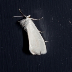 Tipanaea patulella (A Crambid moth) at Higgins, ACT - 28 Dec 2023 by AlisonMilton