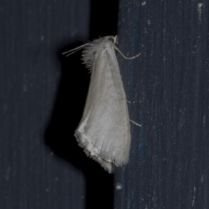 Tipanaea patulella at Higgins, ACT - 28 Dec 2023