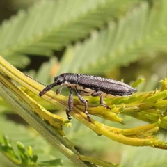 Rhinotia sp. (genus) (Unidentified Rhinotia weevil) at Dryandra St Woodland - 12 Jan 2024 by ConBoekel