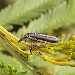 Rhinotia sp. (genus) at Dryandra St Woodland - 13 Jan 2024