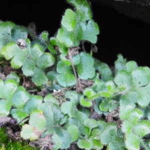 Asplenium subglandulosum at Namadgi National Park - 13 Jan 2024