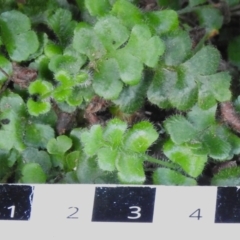 Asplenium subglandulosum at Namadgi National Park - 13 Jan 2024