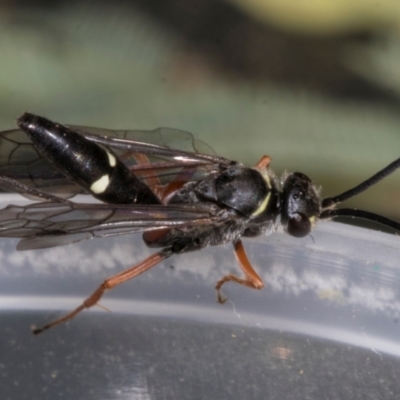 Unidentified Spider wasp (Pompilidae) at Higgins, ACT - 26 Oct 2023 by AlisonMilton
