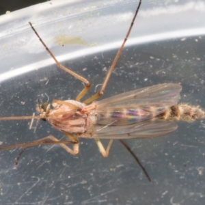 Chironomidae (family) at Higgins, ACT - 26 Oct 2023 04:56 PM