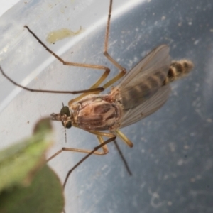 Chironomidae (family) at Higgins, ACT - 26 Oct 2023 04:56 PM