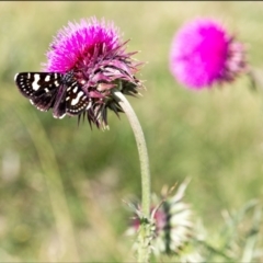 Phalaenoides tristifica (Willow-herb Day-moth) at Namadgi National Park - 13 Jan 2024 by Margo